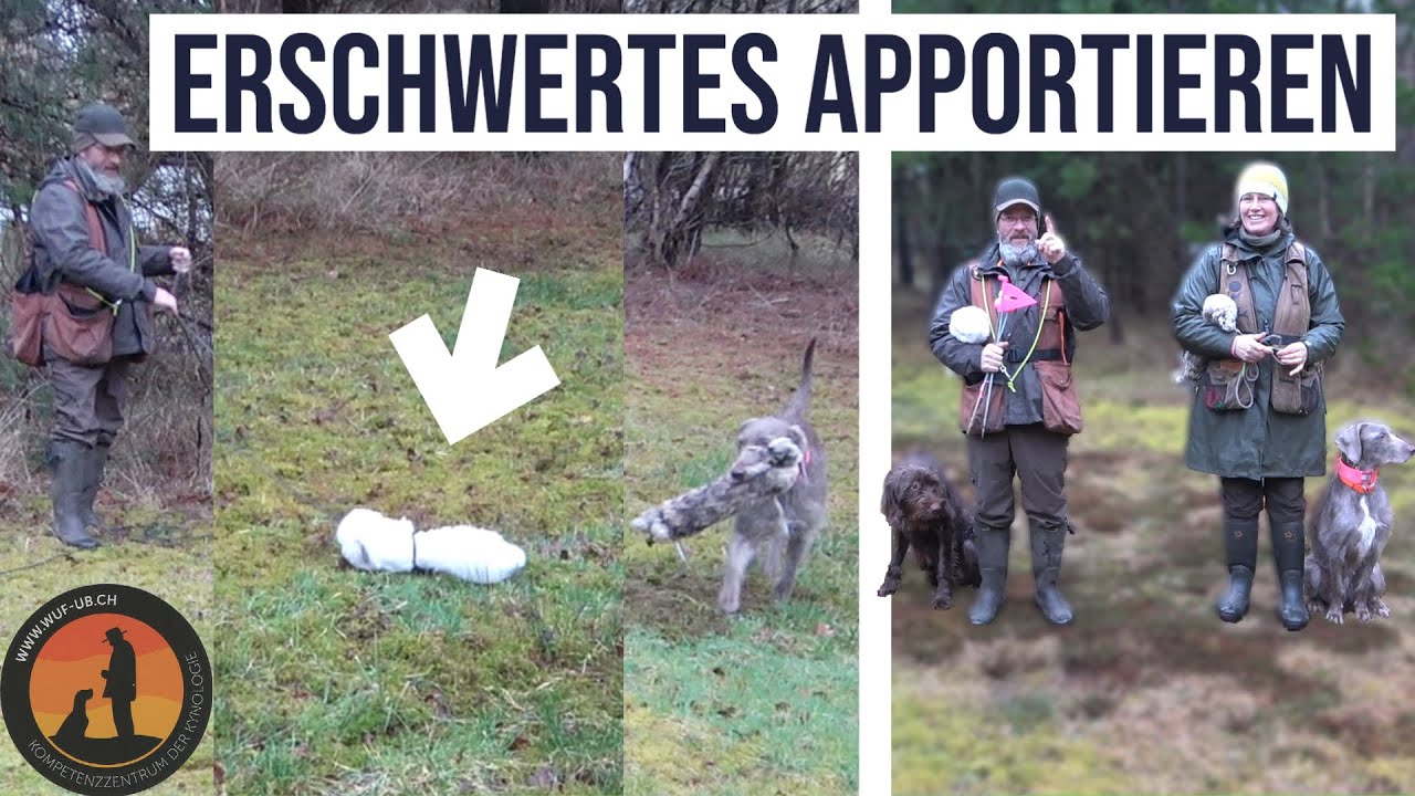 Apportieren mit Ablenkung | Hundeschule U.B.