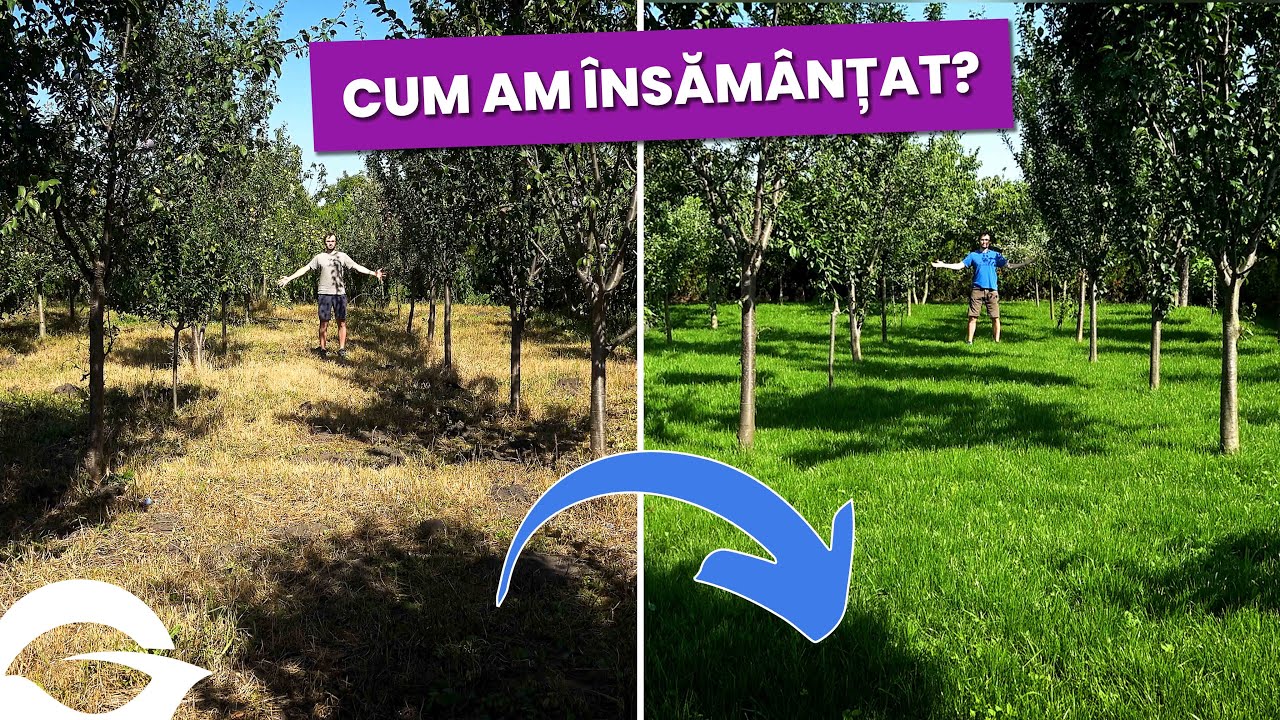 ÎNSĂMÂNȚAREA gazonului într-o livadă | Partea 2/3