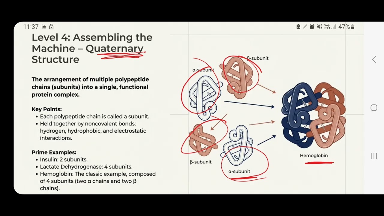 All the way to full-fledged proteins!