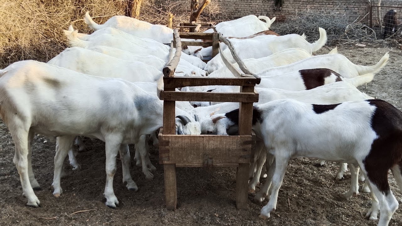 Rajanpuri bakray for sale hy