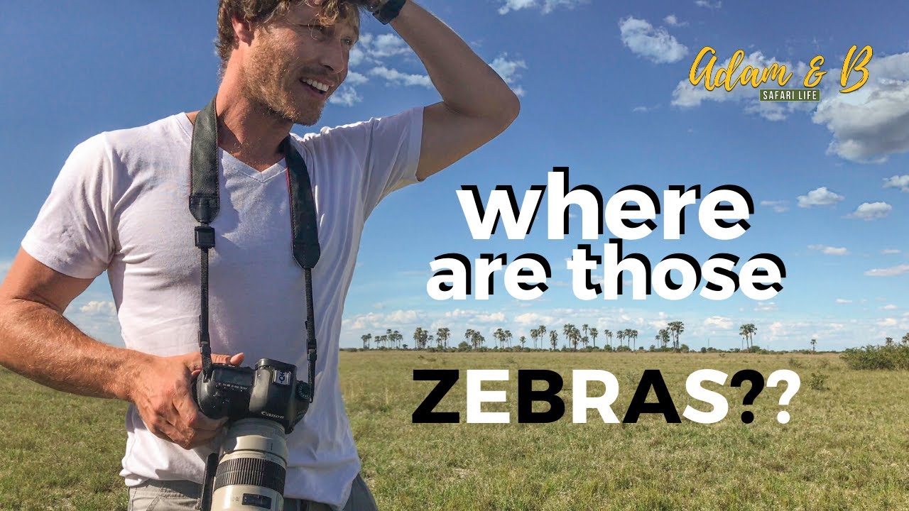 Is this the Great Migration? | Kumaga Camp, Makgadikgadi National Park, Botswana | SafariLife S1Ep32