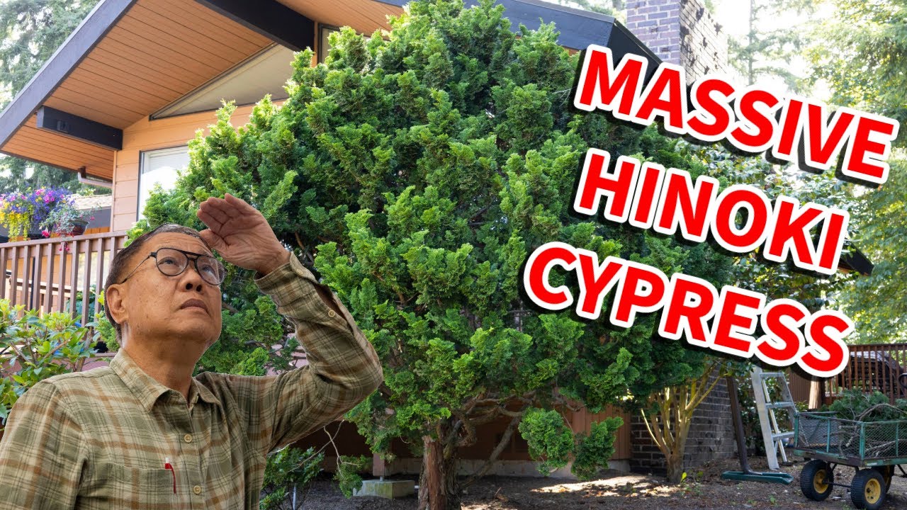 Pruning a MASSIVE Hinoki Cypress using bonsai techniques.