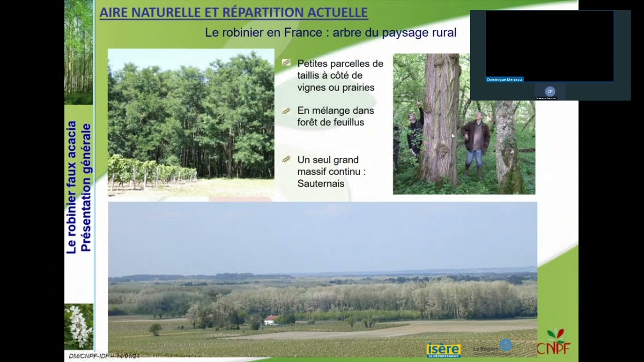 Quel potentiel de développement du robinier faux-acacia en Isère ?
