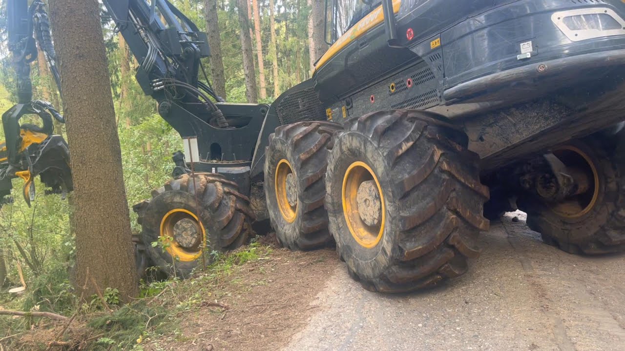 🌲 Who Let the BEAR Out 🌲 Windwurfaufarbeitung Kärnten 2022 [ 2 ]