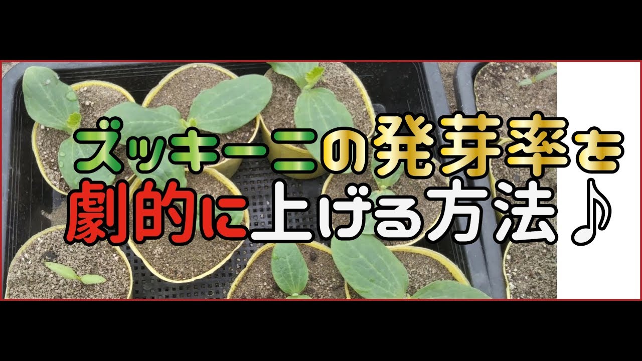 ズッキーニの発芽率を劇的に上げる方法♪