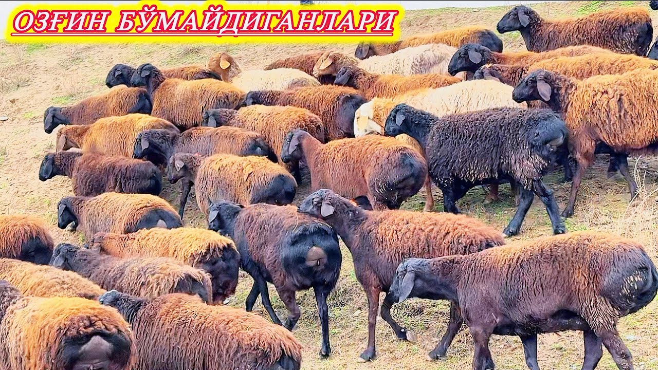 ҚЎЗИЛИ ҚЎЙЛАР БЎҒОЗ ҚЎЙЛАР НАРХИДА