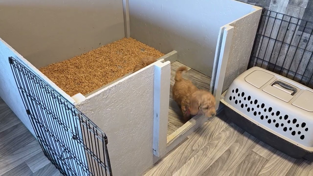 Rosie's Week 7 Update