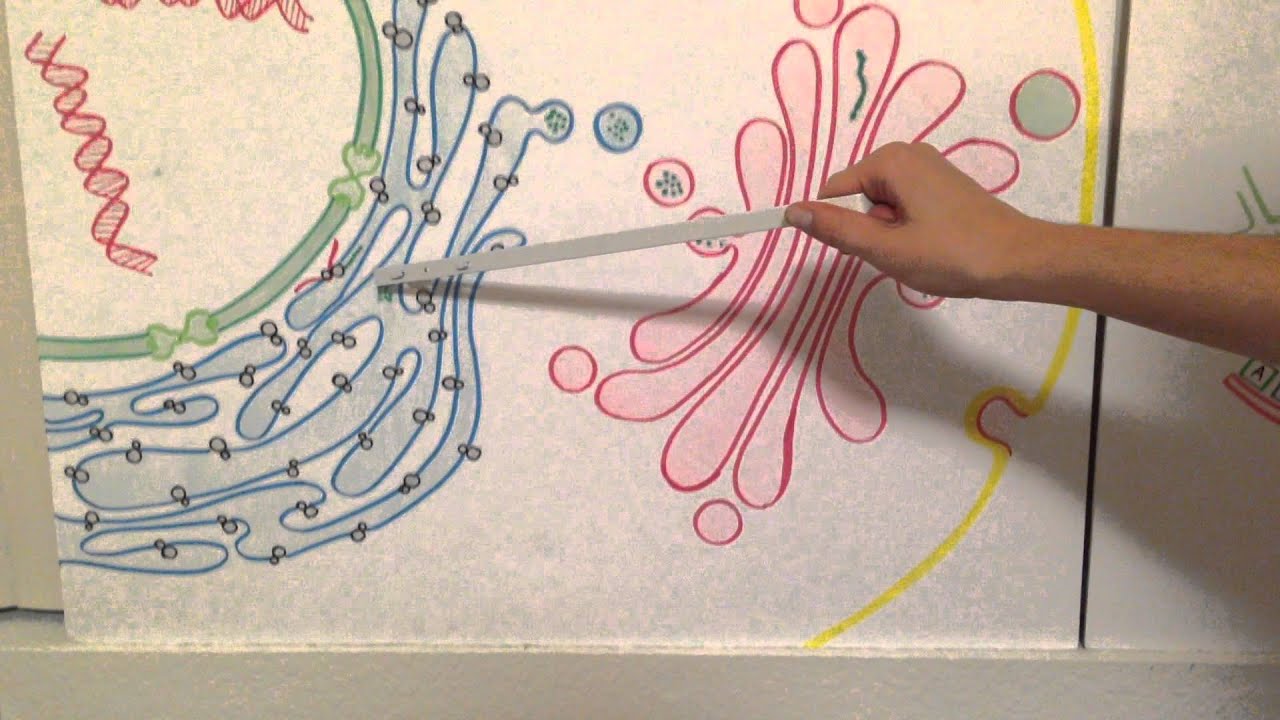 Nicole's Bio 201 Modeling Project: Endomembrane Trafficking