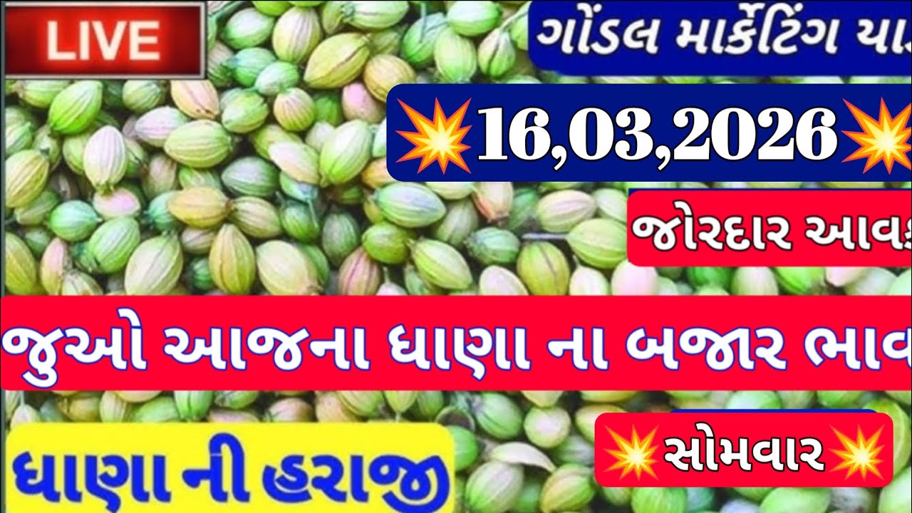 નવા ધાણા ના બજાર ભાવ / ગોંડલ નવા ધાણા ના બજાર ભાવ / નવા ધાણા ની બજાર ભાવ / 16,03,2026