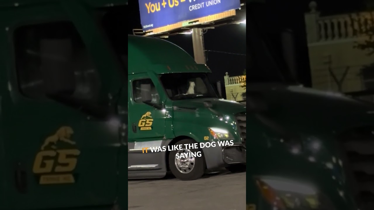 Dog's Hilarious Honking Hurry Up, Human! 🚚🐶#shorts #shortsvideo #truck