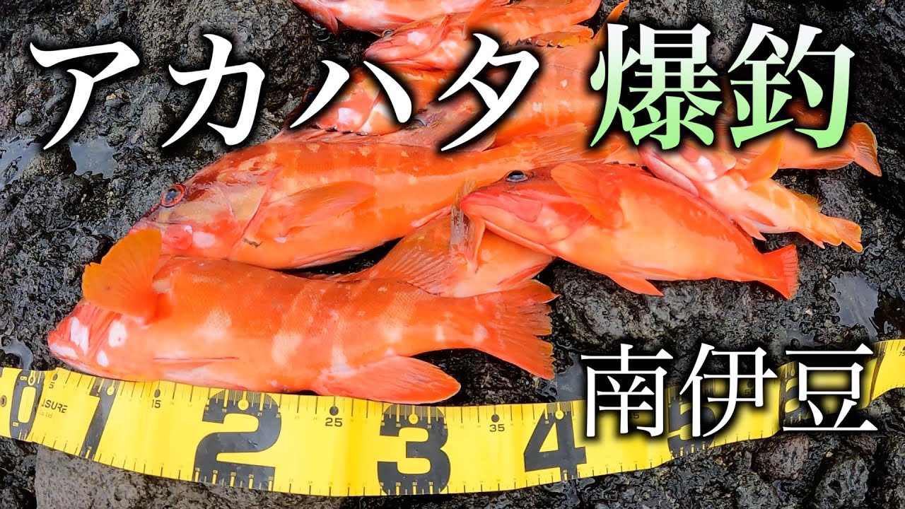 冬のおかっぱっり爆釣ロックフィッシュin南伊豆