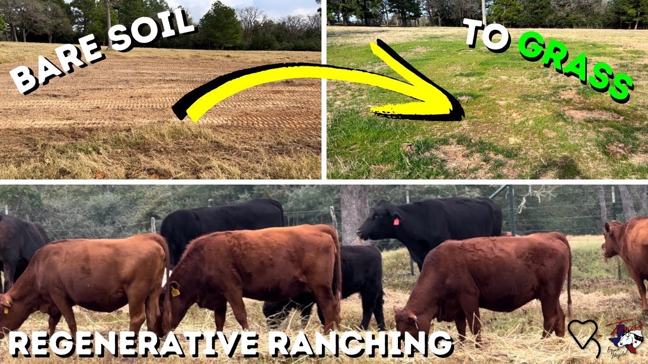 Bare Soil To Grass | Regenerative Ranching