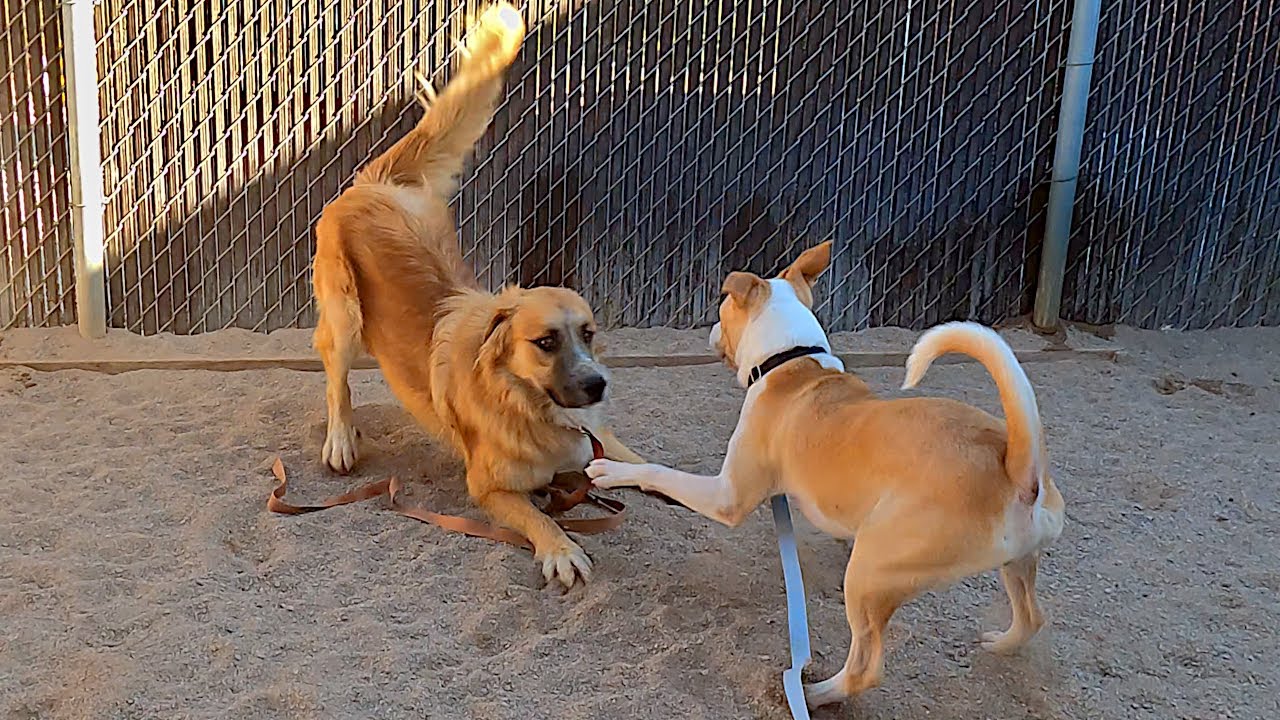 Dogs playing: Episode 57