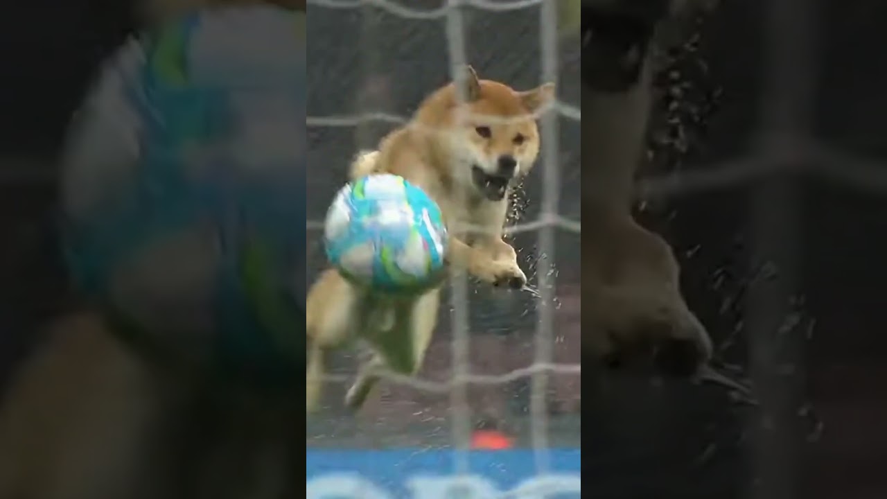 Shiba Inu Scores a Goal in a Stormy Football Match 🌧️⚽ / Шиба-іну забиває гол під час зливи