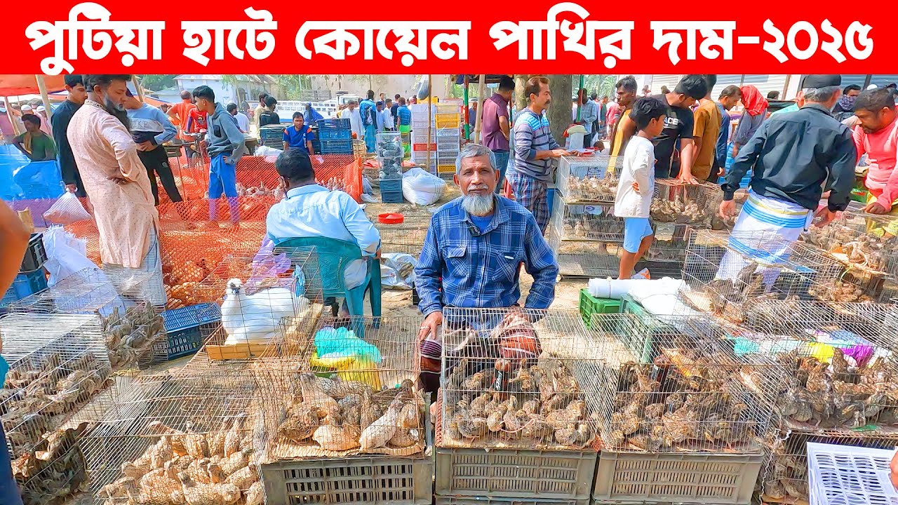 পুটিয়া হাটে কোয়েল পাখির দাম-২০২৫ || Putia hat || koyel pakhi || putia bazar narsingdi