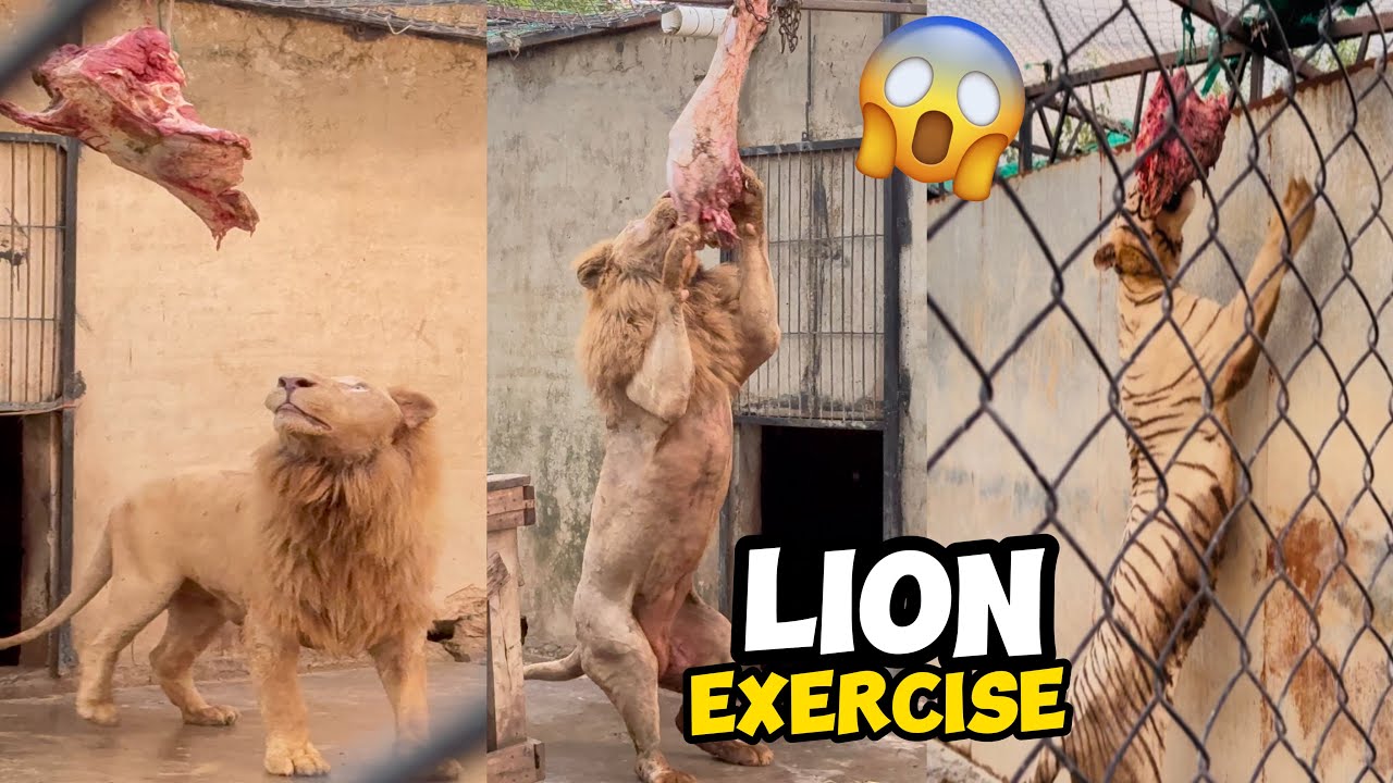 New Exercise For Lion & Tigers 🏋️‍♂️🥩🍖