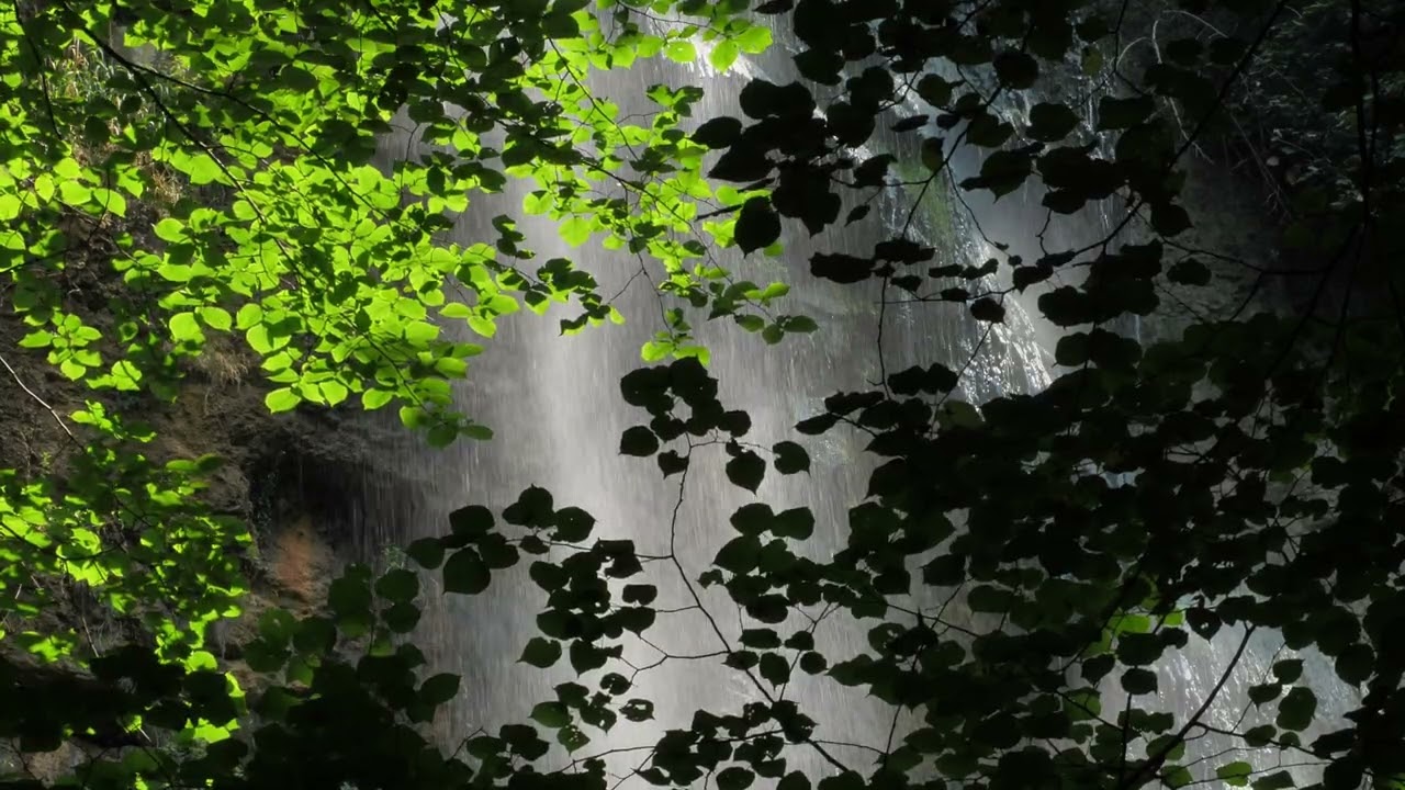 No Copyright Nature Clips | 4K Footage No Sound | #FreeNatureClips #NatureFootage #NoCopyrightVideo