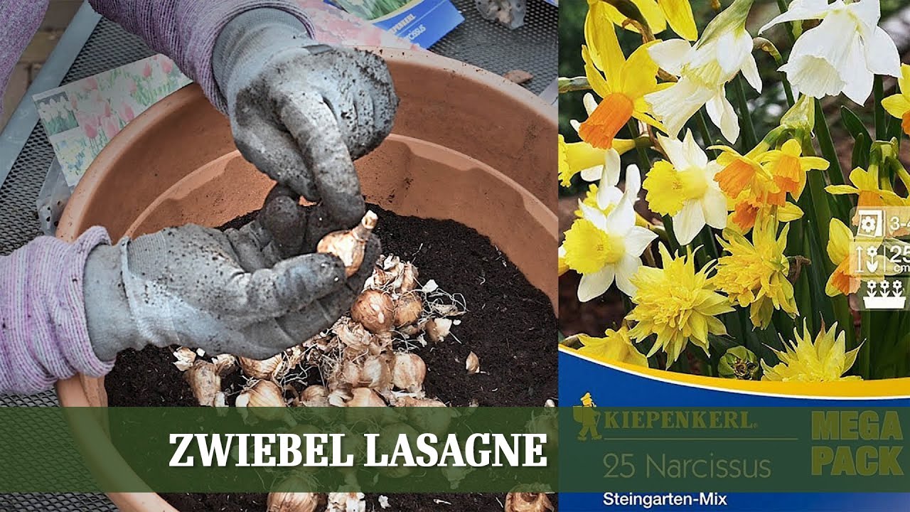 Zwiebel Lasagne - Wie man einen blühenden Topf für das Frühjahr pflanzt.