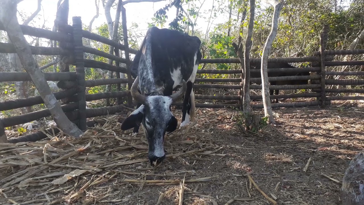 vaca de chocalho comendo palha de milho seca