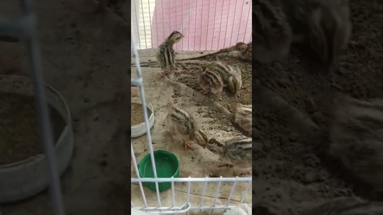 New Baby born Black partridge 