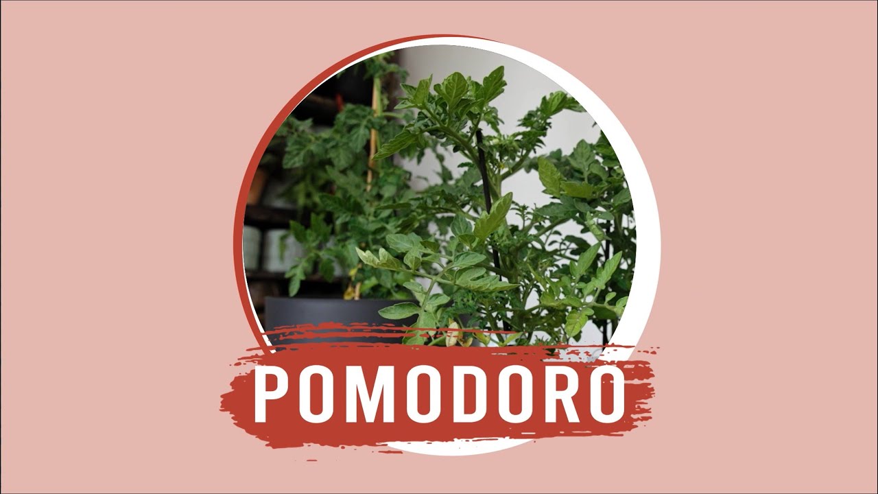 Pomodoro: come prendersene cura con CIFO