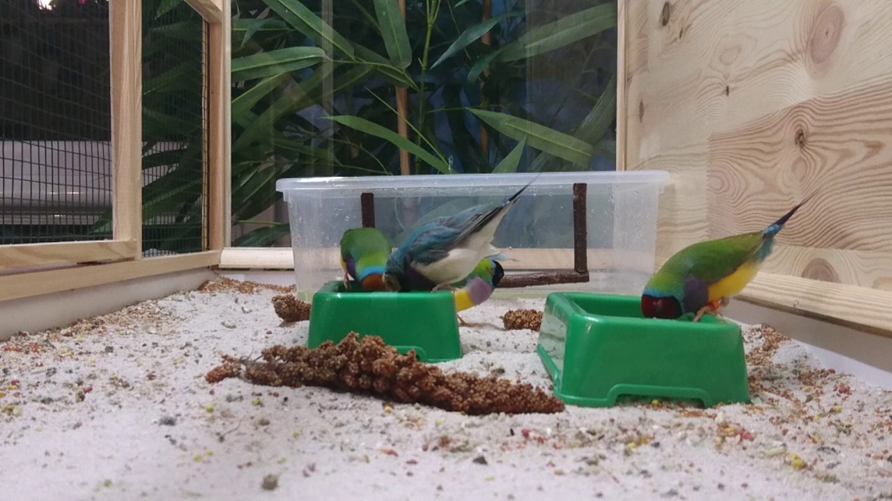 Dinner is served... Amadyna wspaniała