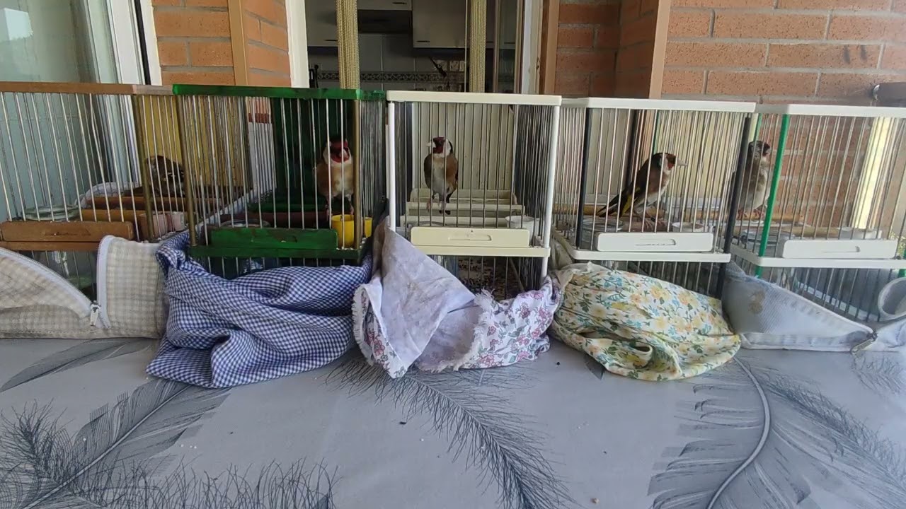 Jilguero con pocos meses pegando y aletilla haciendo la segunda pegada