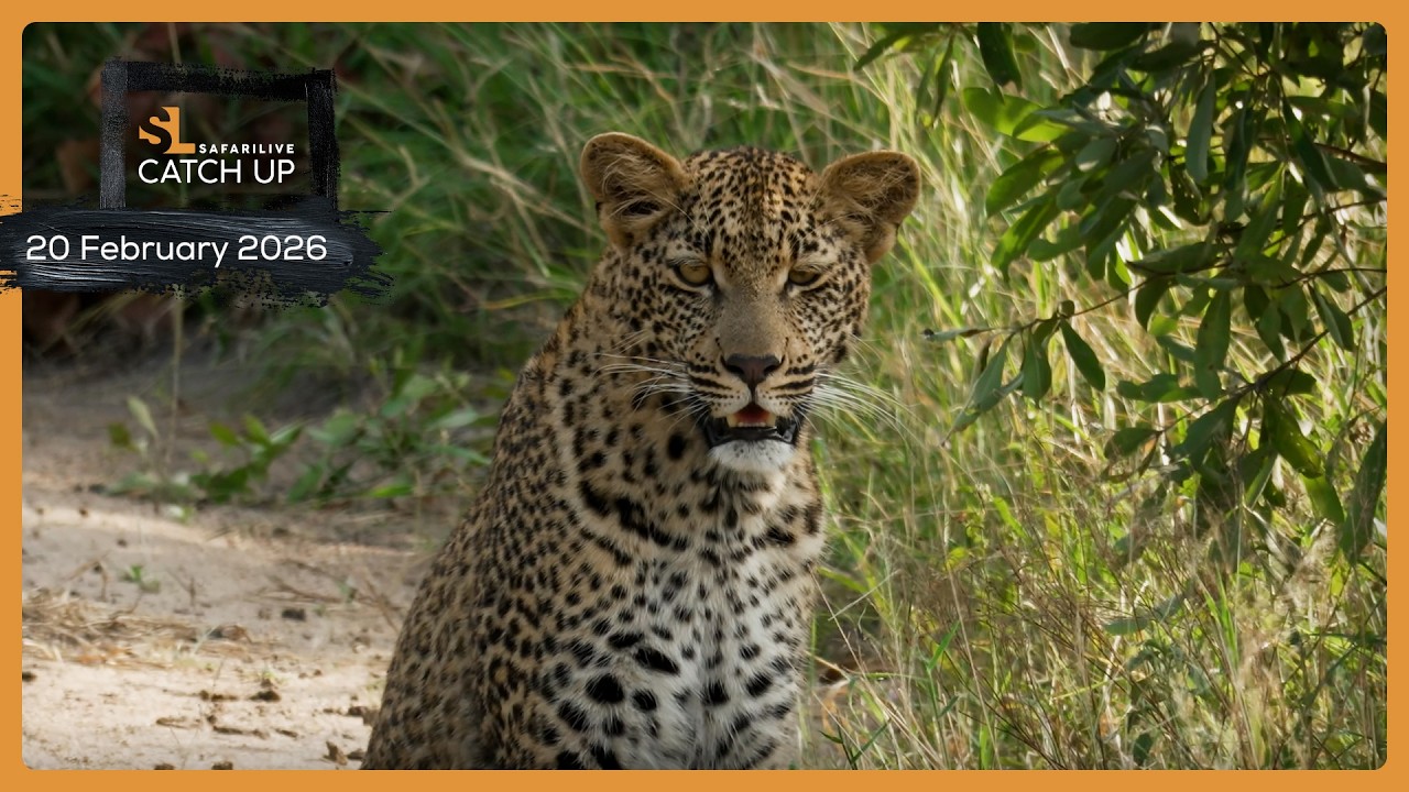 Cats on the prowl - SafariLIVE Catch Up, 20 February 2026