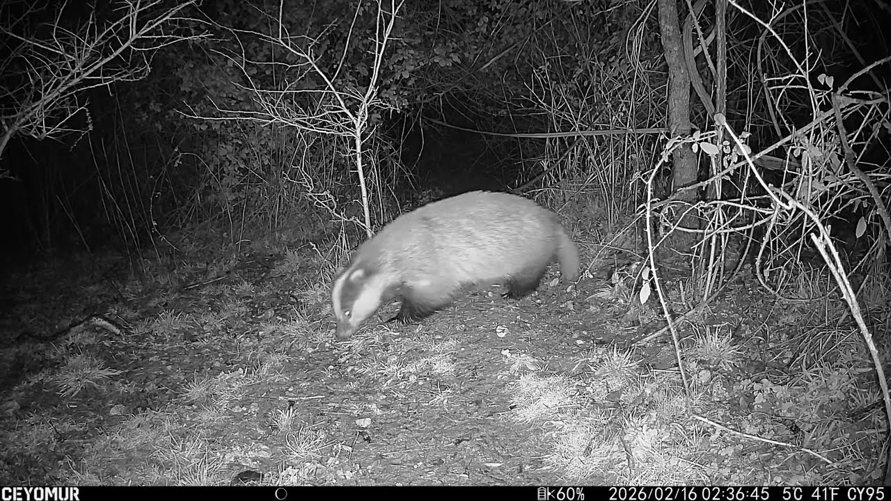 Yard Cam 2 16th Feb 2026
