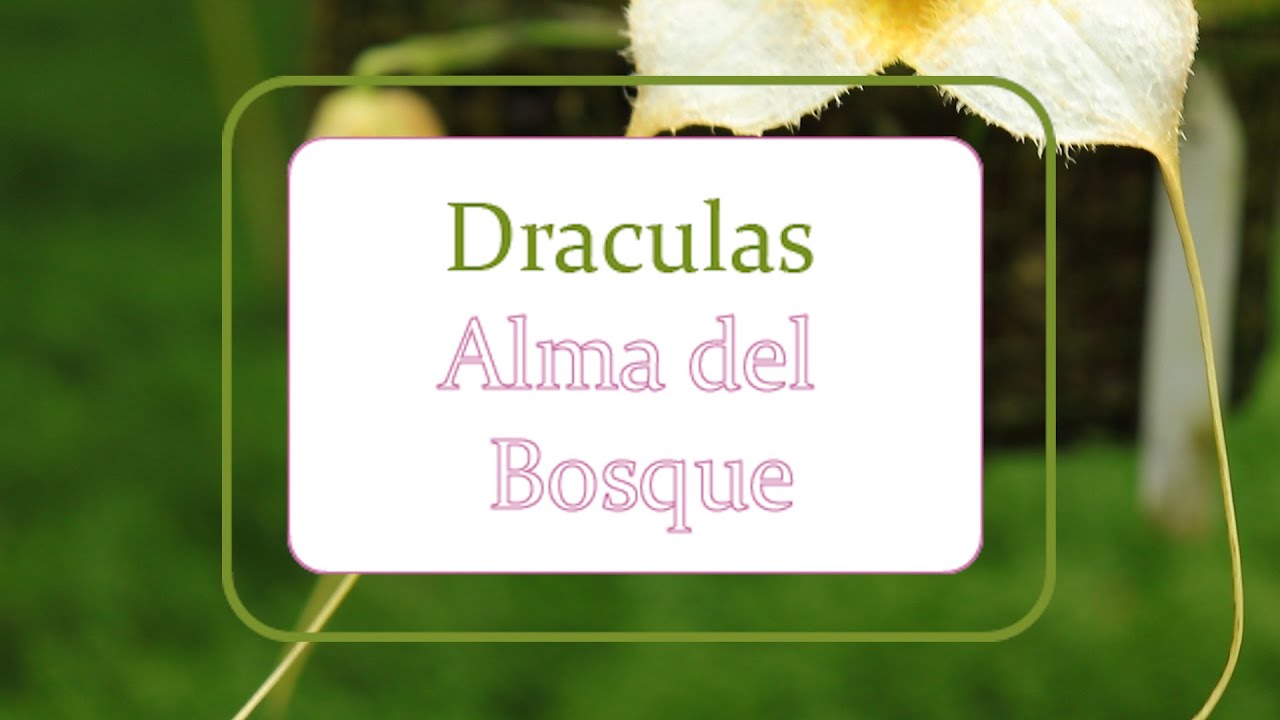 Cultivo de Orquídeas Draculas | Alma del Bosque