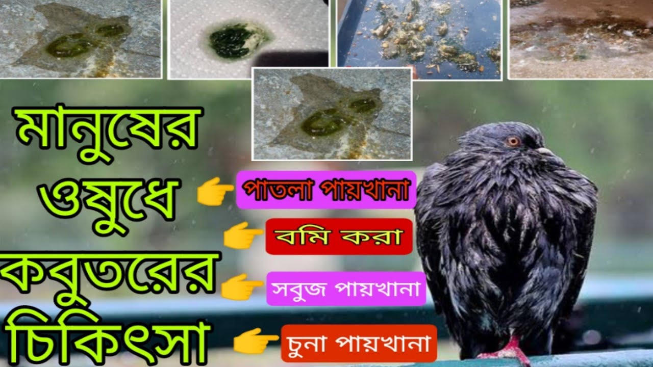 59# #পাতলাপায়খানা ,   কবুতরের সবুজ , সাদা চুনা, পাতলা পায়খানার, বমি করা ১০০% সমস্যার সমাধান
