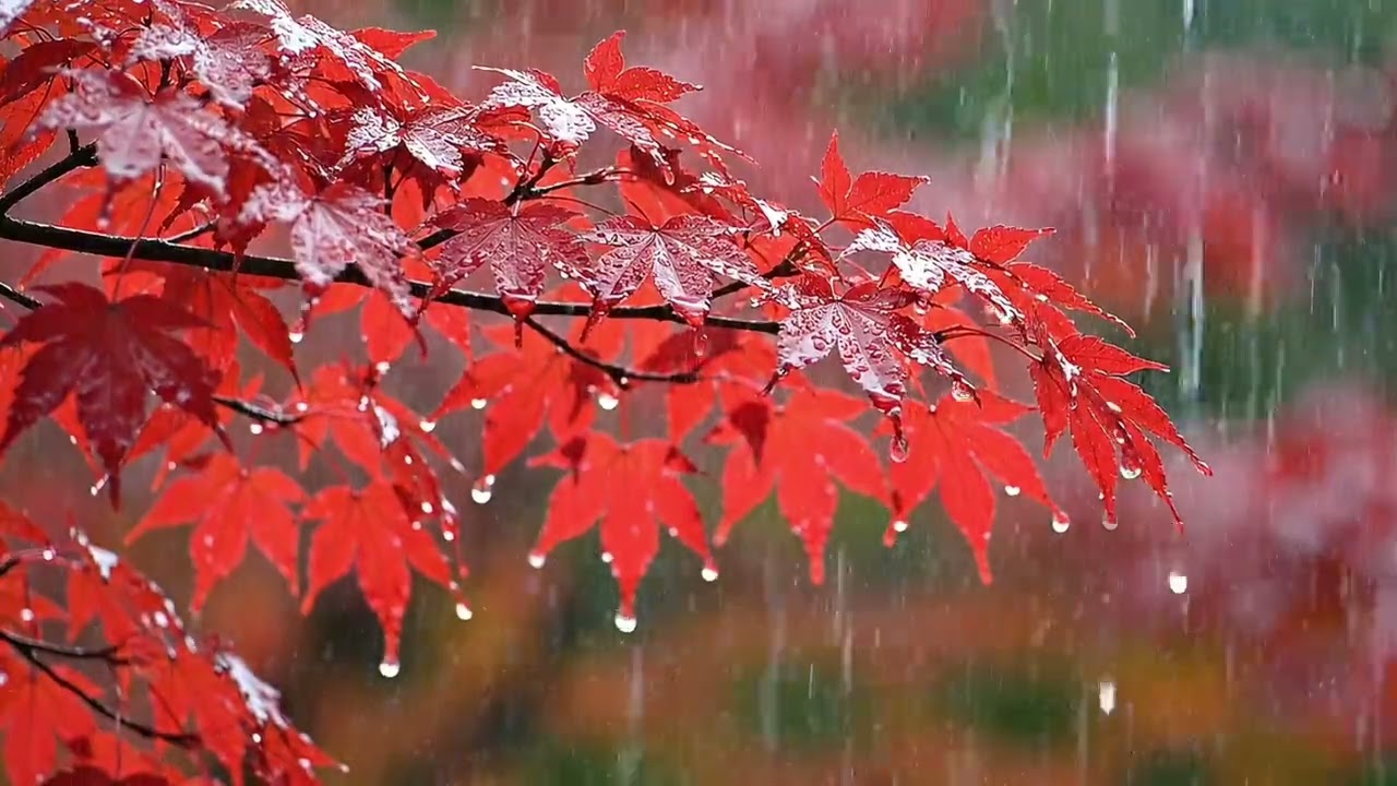 2 Hours of Rain on Red Maple Leaves | Relaxing Sounds for Sleep – Cam Rain Relax