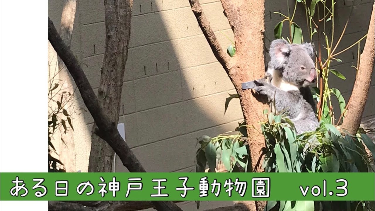 ある日の神戸王子動物園　vol.3