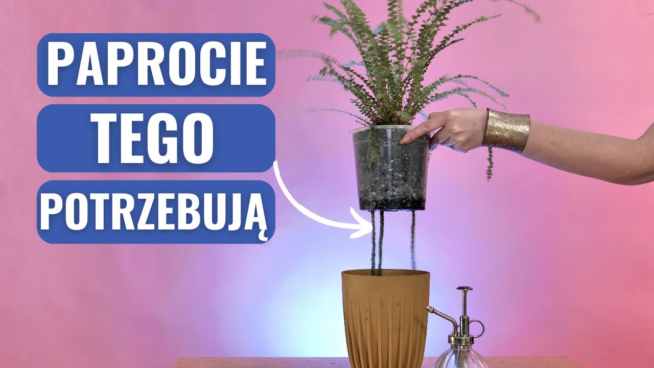 Czego Potrzebują PAPROCIE? Przesadzanie Paprotki Bez Stresu - Prosta Metoda, Którą Trzeba Znać