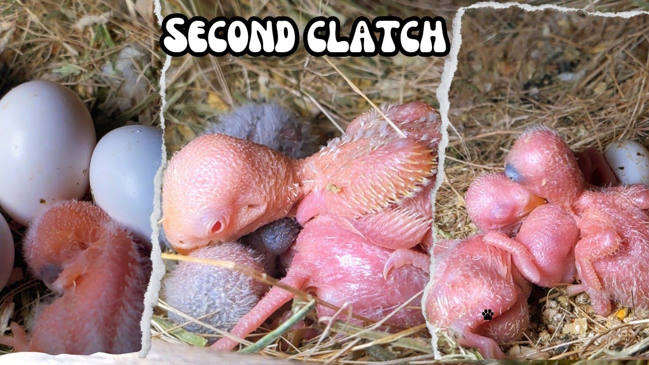 Alhmdulilah Love birds ke second clatch ke eggs 🥚 hatch 🐣 hona start ho gye