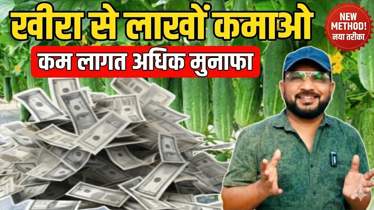 Kheera की खेती || Cucumber Farming Part -1