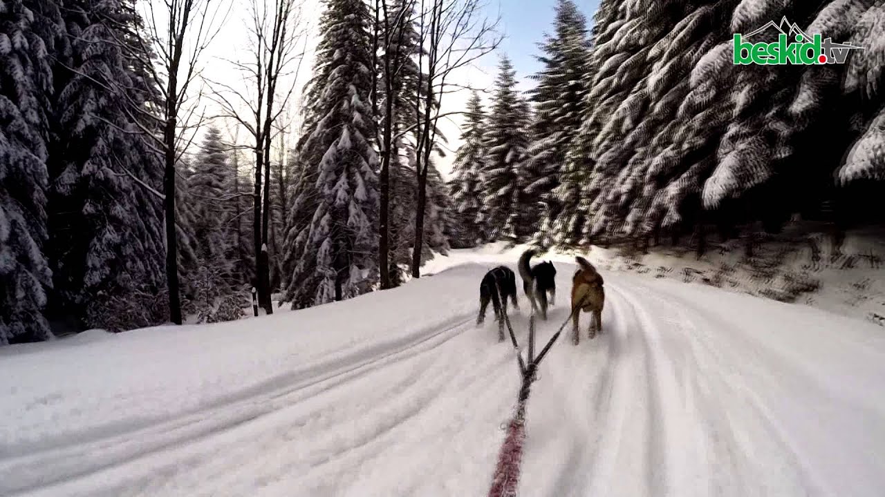 Psie zaprzęgi na Mogielicy