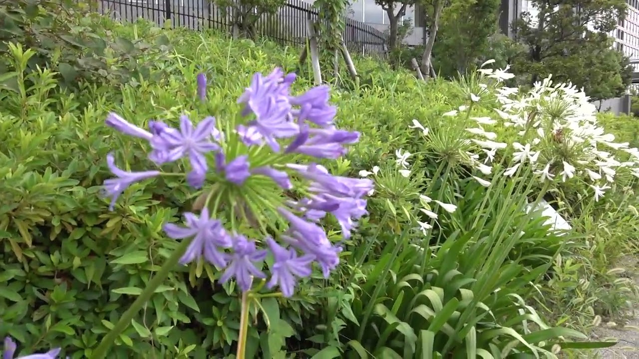 全国花のある風景　GEO TOWER TAKATSUKI MUSE GARDEN　高槻市