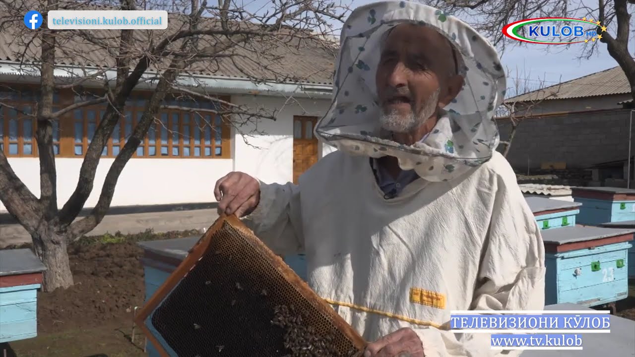 ЗАНБУРИ АСАЛ