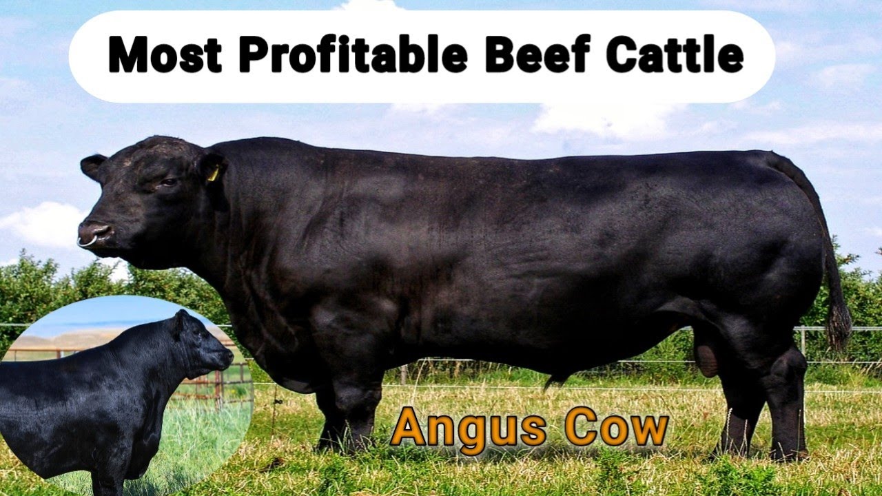 Ангус — лучшая мясная порода в мире | Почему ангусы такие дорогие? #blackangus #beefcow
