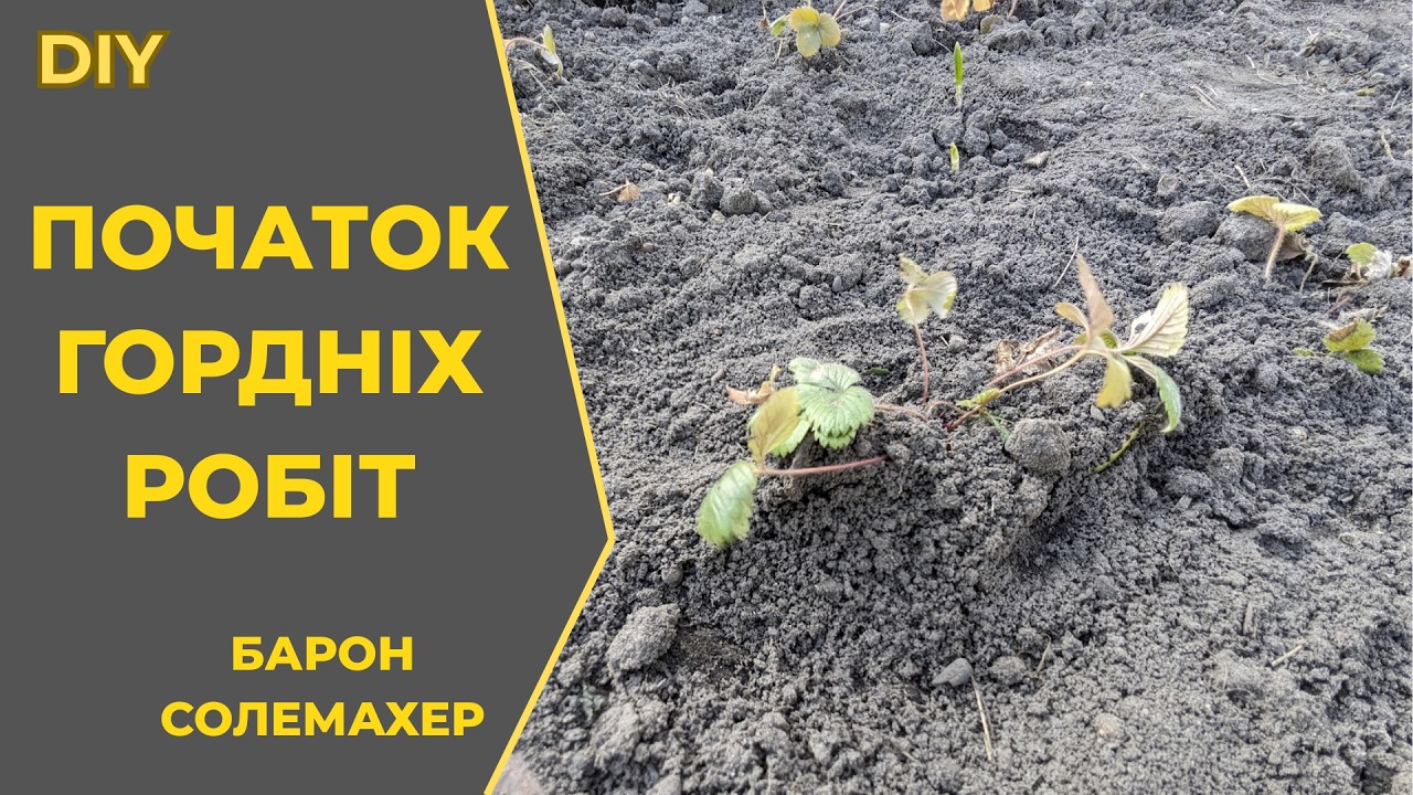 12.03.26 Розпочинаємо городні роботи. Висадка суниці Барон Солемахер