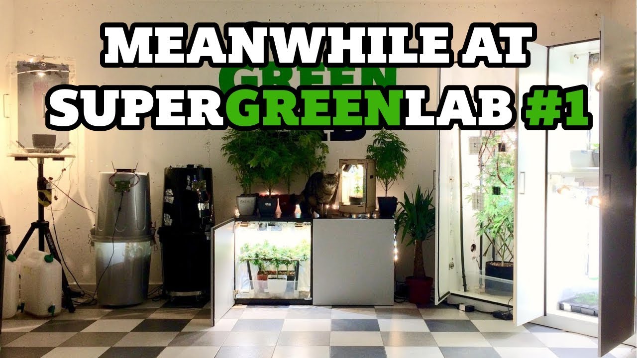 Life at SuperGreenLab - April 2019