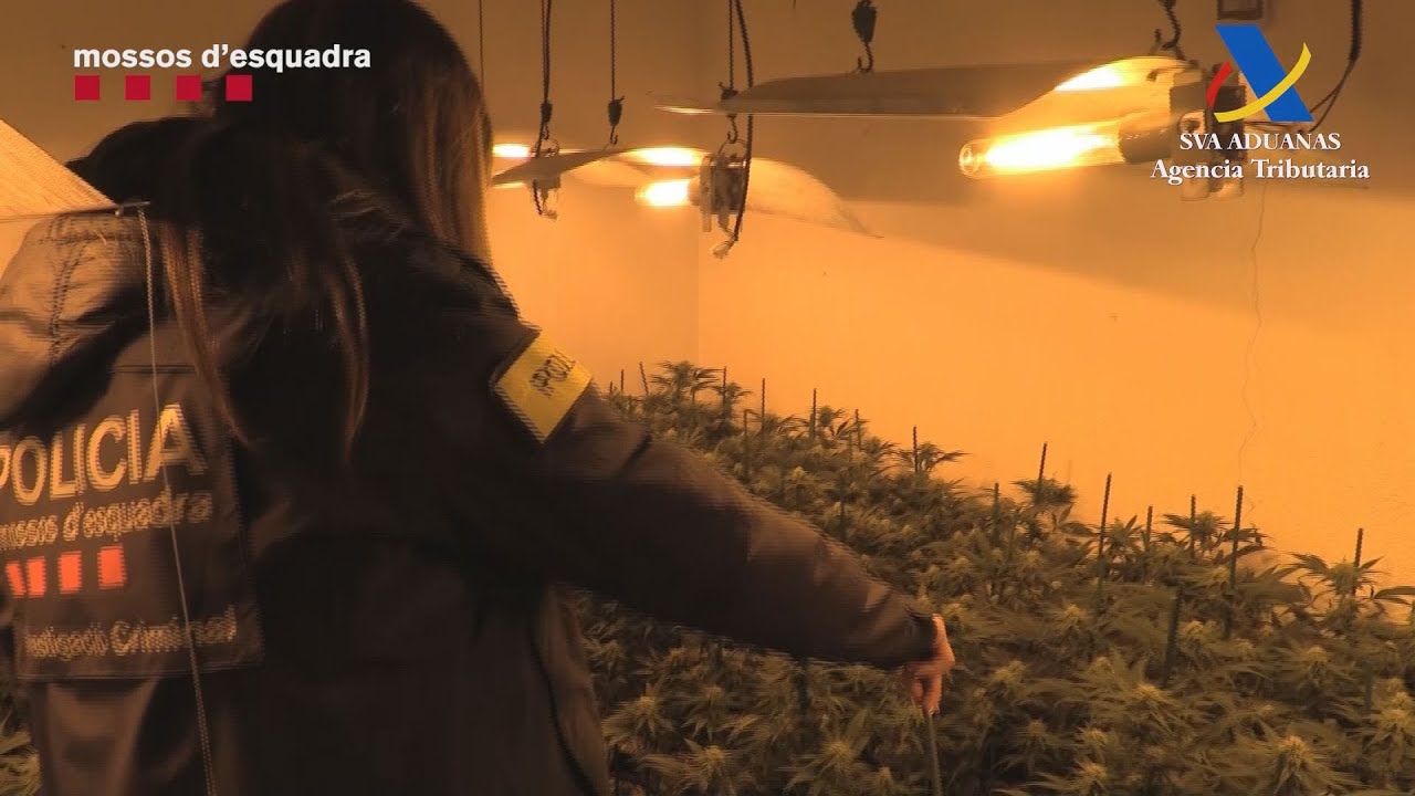 Pres&oacute; per a cinc responsables de dues plantacions de marihuana al Tarragon&egrave;s