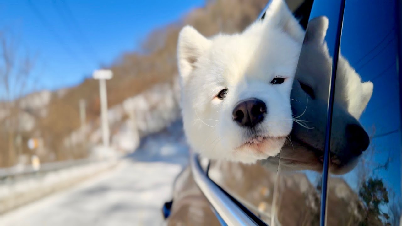 My sled-dog finally sees snow in TWO YEARS!