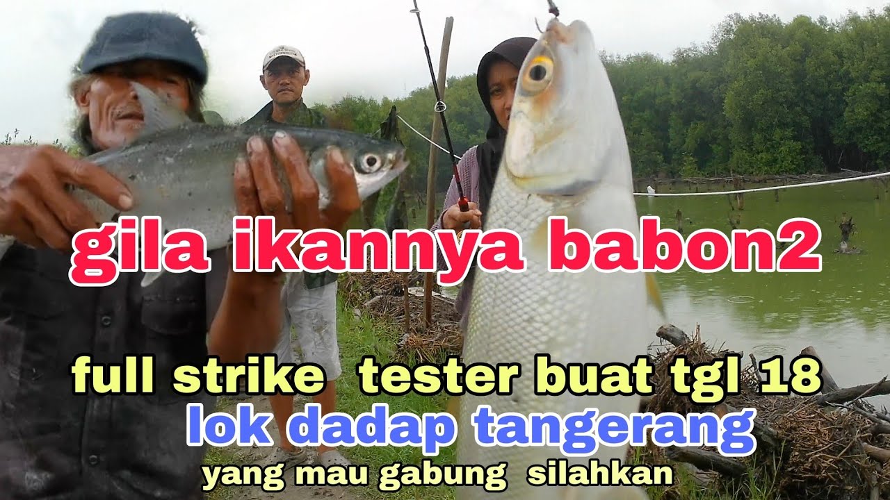 Spot babon gila ini bakalan gembol ,  buat mabar tgl 18#arkhanpetualang 