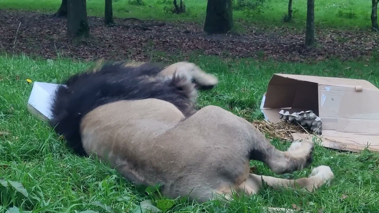 Asiatic Lion Shanto's 10th Birthday Enrichment