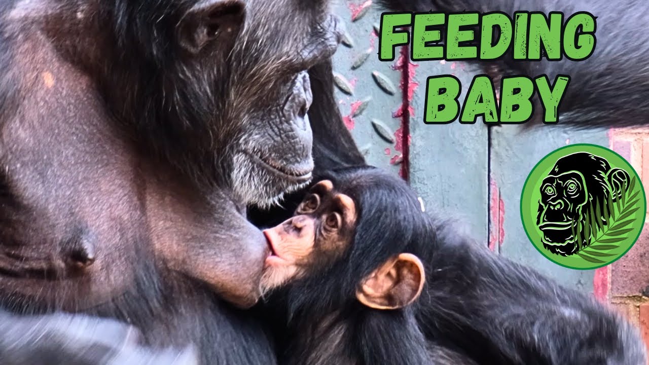 Baby Chimpanzee Jeff Gets a Feed and Loving Attention