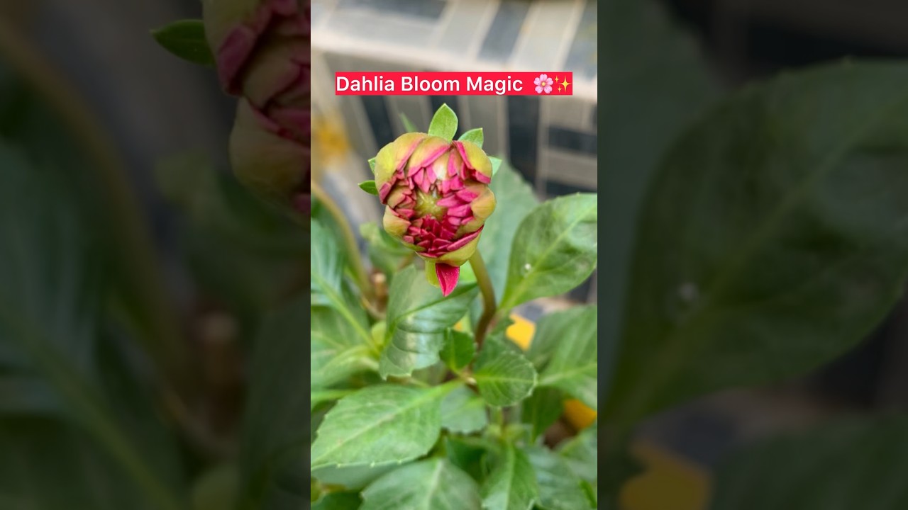 Dahlia Blooming from Bud to Full Flower 🌸🌿I #trending #flowers #youtubeshorts
