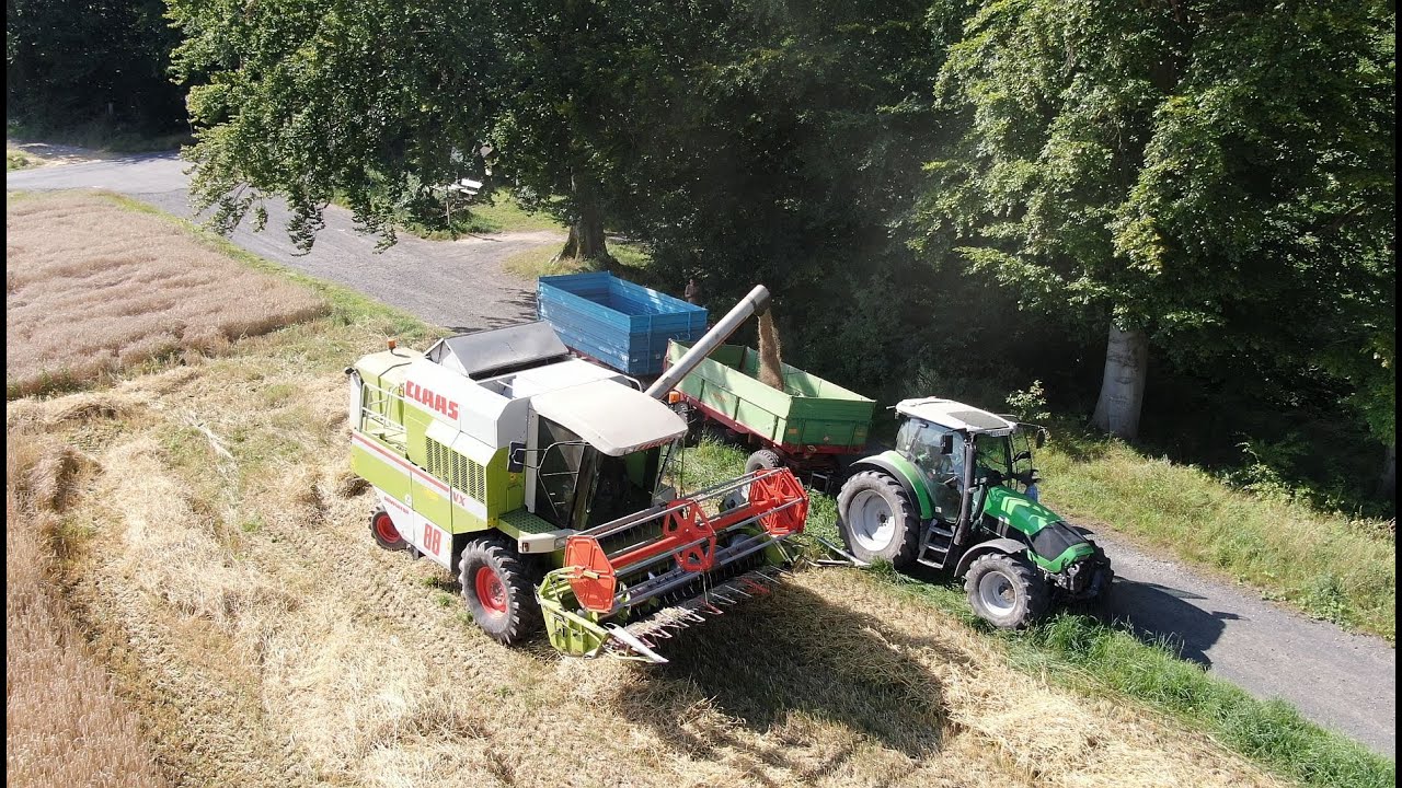 Roggen Dreschen 2024 mit Claas Dominator 88VX