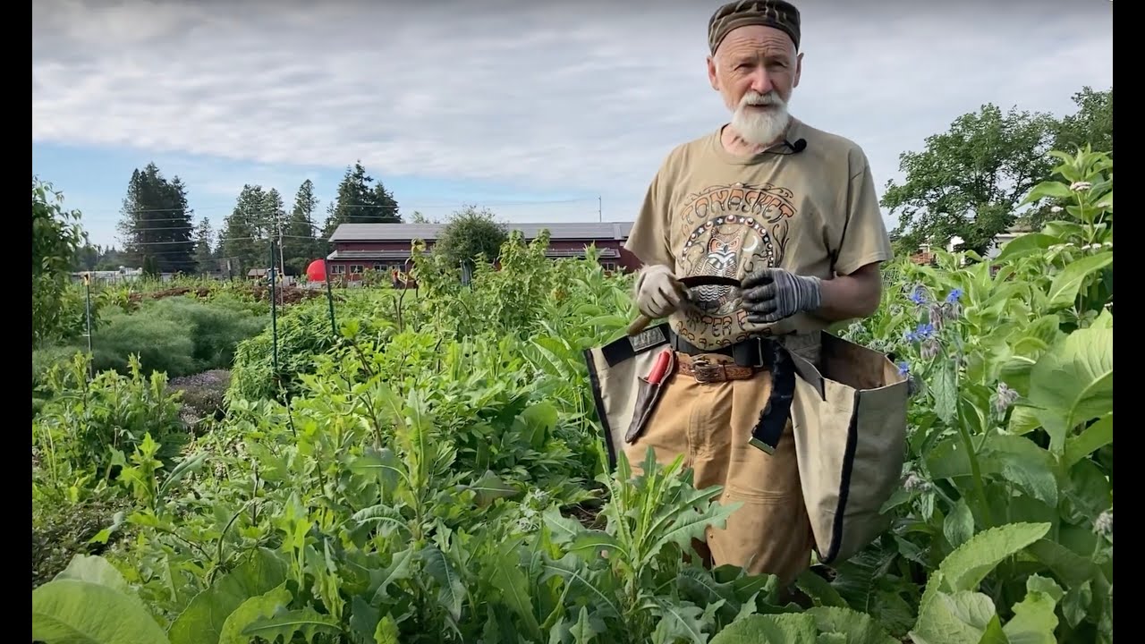 Wild Lettuce - How to Harvest with Michael Pilarski “Skeeter”